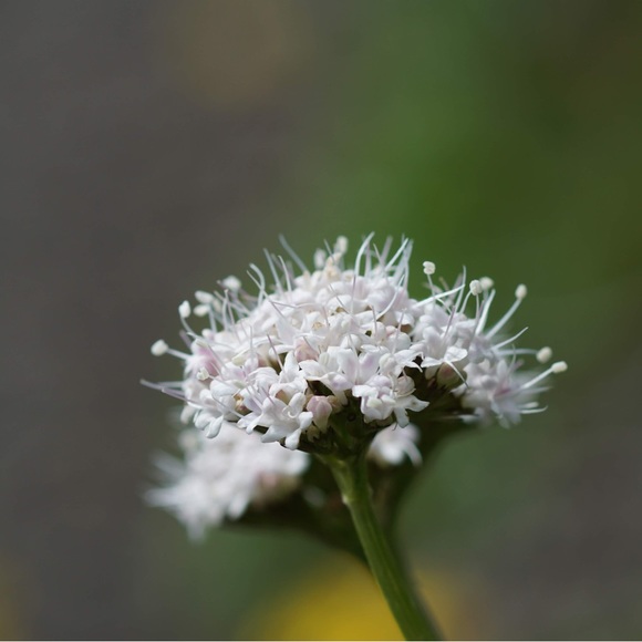 Meet your Posher, Sarah - Picture 1 of 3